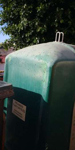 Las moscas cubren contendores de residuos, puertas, ventanas y coches (Foto TA)